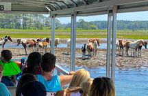 Wild Pony Watching Boat Tour from Chincoteague to Assateague