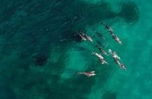 3 Island Wildlife Snorkel