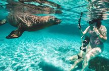 3 Island Wildlife Snorkel