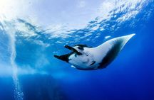 2 Days & 1 Night - 2 Dives in Lembongan/Penida (for certified divers) 