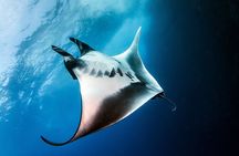 2 Days & 1 Night - 2 Dives in Lembongan/Penida (for certified divers) 