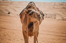 2-Day Private Wahiba Sands Desert Camping Tour from Muscat
