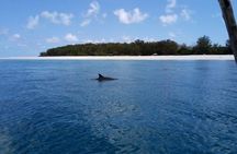 5-Hour Snorkeling, Swimming with Dolphins and Sea Turtles Aquarium