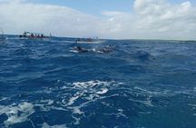 5-Hour Snorkeling, Swimming with Dolphins and Sea Turtles Aquarium