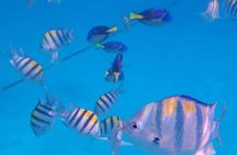 5-Hour Snorkeling, Swimming with Dolphins and Sea Turtles Aquarium