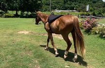 Horseback Ride, Zipline and ATV Adventure from Montego Bay