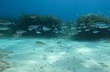 Snorkeling Excursion 1h30 Cap Dramont & Ile d'Or in Saint-Raphaël