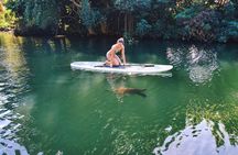 Stand Up Paddle Nature and Turtle tour-Guaranteed to see turtles