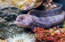 Aquarium of the Bay VIP Experience