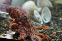 Aquarium of the Bay VIP Experience