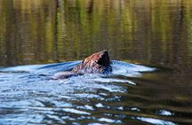 Algonquin Park 4-Day Luxury Moose/Beaver/Turtle Camping & Canoeing Adventure 