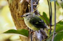 Zealandia by Day: Small group native forest and wildlife tour