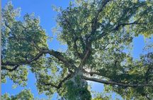 Full Day Private Tour Rain forest, beaches and caves of Puerto Rico