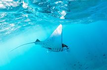 2 Days/1N Trip - Snorkeling with Manta Rays in Lembongan/Penida (all included)