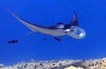 Manta Ray Night Snorkel Experience of a Lifetime 