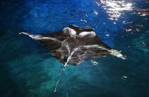 Manta Ray Night Snorkel Experience of a Lifetime 