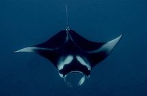 Manta Ray Night Snorkel Experience of a Lifetime 