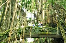 Bali Holy Bathing Ritual and Ubud Highlights tour