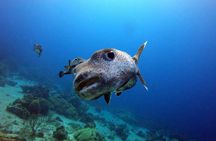 PADI Discover Scuba Dive