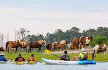 Kayak Tour along Assateague & Chincoteague Island, Virginia