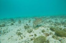 Private snorkel with 2 stops in Aruba - Eco-friendly!
