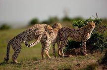 Climb Mt. Meru and 4 hours Game drive Safari.