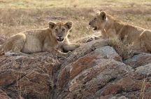 4-Day Private Guided Tanzania Safari Tarangire, Serengeti, Manyara