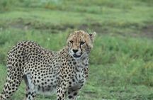 4-Day Private Guided Tanzania Safari Tarangire, Serengeti, Manyara