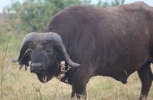 4-Day Private Guided Tanzania Safari Tarangire, Serengeti, Manyara