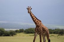 4-Day Private Guided Tanzania Safari Tarangire, Serengeti, Manyara