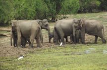 Special Elephants Safari from hambantota Port 