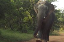 Special Elephants Safari from hambantota Port 