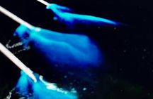 Sunset Bioluminescent Comb Jelly & Dolphin Tour
