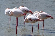 A thrilling Kenya 4 Days Adventure: Masai Mara &Lake Nakuru