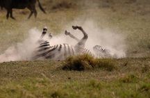 4 Days safari Adventure: Masai Mara & Lake Nakuru