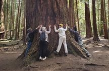 Mystical Rainforest Tour - Forest Magick