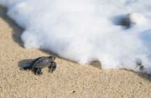 Turtle Release Escobilla Sanctuary and crocs in Ventanilla.