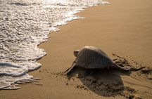 Turtle Release Escobilla Sanctuary and crocs in Ventanilla.