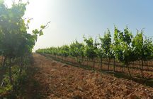 Vineyard Tour in Al Mafraq Governorate