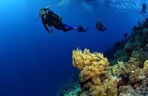 Diving with Boat trip to Ras Mohammed &white island Snorkeling, Sharm El Sheikh 