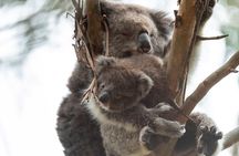Full-Day Great Ocean Road and 12 Apostles Tour