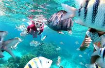 Private Charter 28ft Grady White. Stingrays, Snorkeling, Starfish