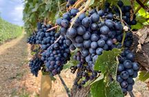 West Kelowna Half-Day Guided Wine Tour With 4 Wineries 