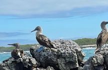 Day Trip to Isabela Island and Tintoreras in Galápagos
