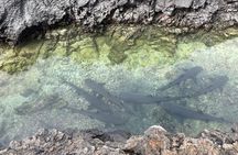Day Trip to Isabela Island and Tintoreras in Galápagos