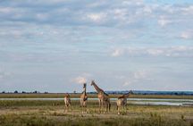 Chobe Full Day Trip
