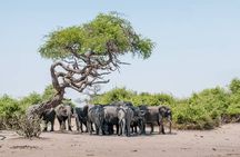 Chobe Full Day Trip