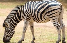 Safari in Bandia Reserve, and Visit the lion in Bandia Ranch