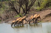 Safari in Bandia Reserve, and Visit the lion in Bandia Ranch