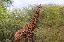Safari in Bandia Reserve, and Visit the lion in Bandia Ranch